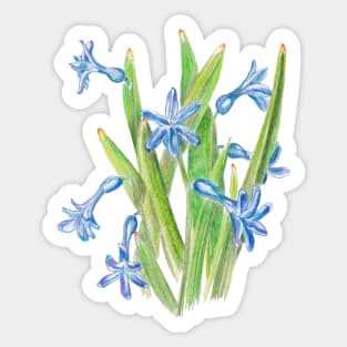 Wild hyacinth Sticker